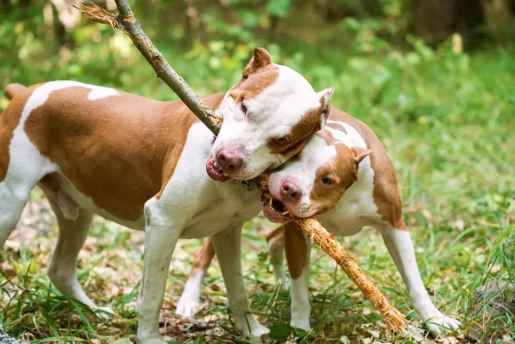 pitbull pies – wzorzec rasy