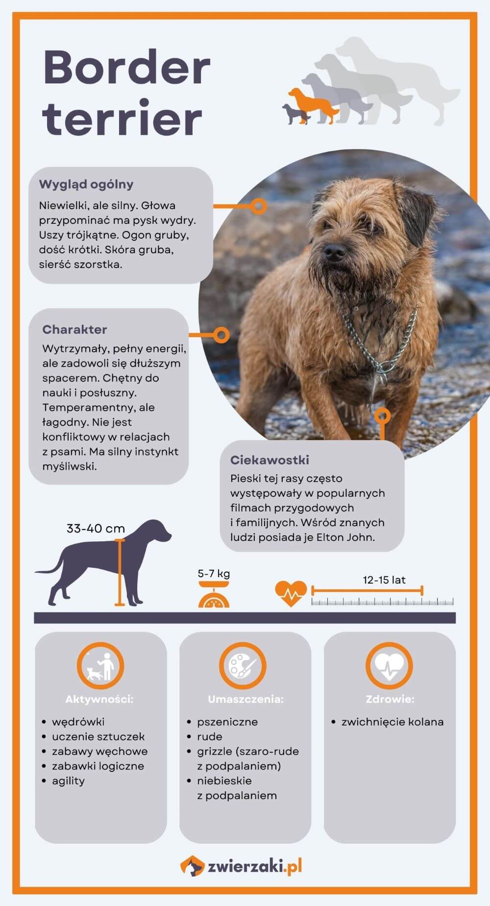 Border terrier