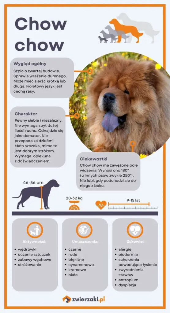 Chow chow infografika