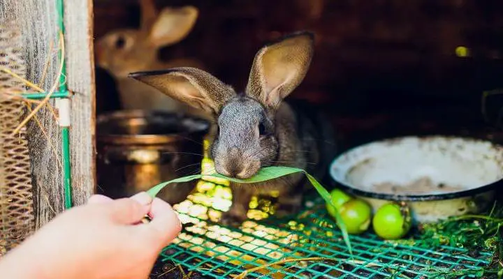 Co jedzą króliki