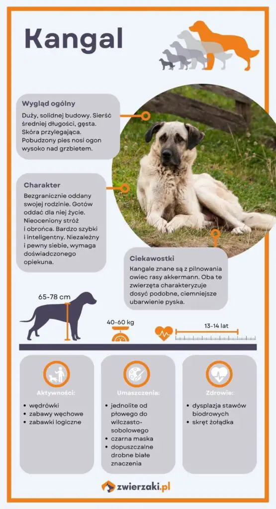 Kangal infografika