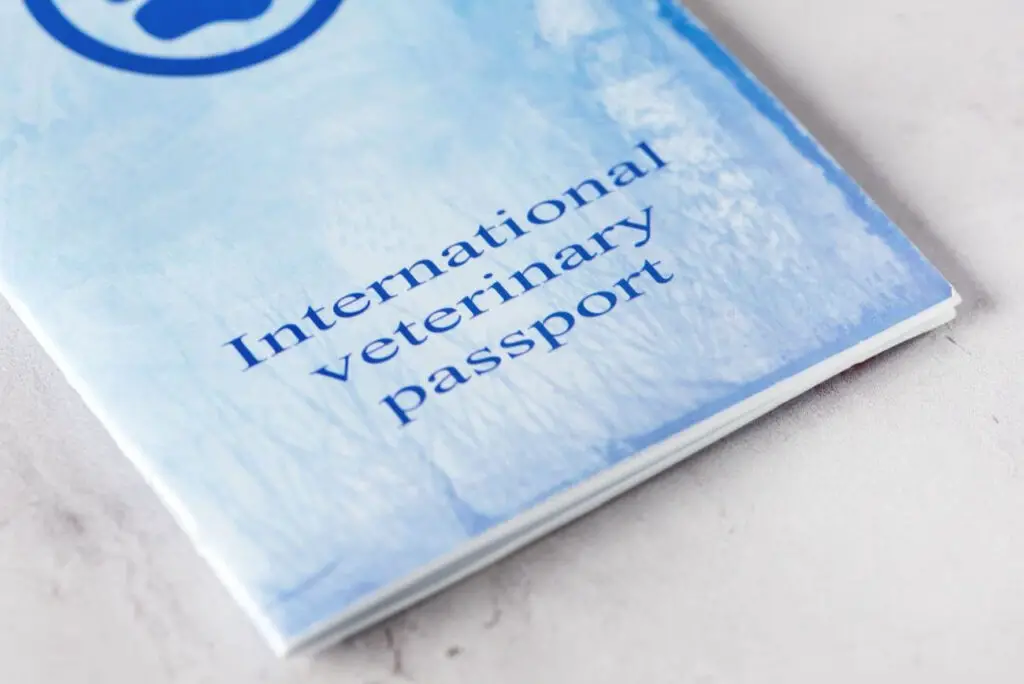 paszport dla psa międzynarodowy paszport