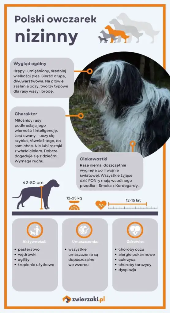 Polski owczarek nizinny infografika