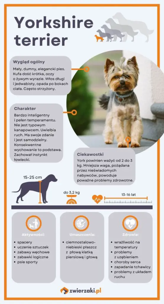 Yorkshire terrier infografika