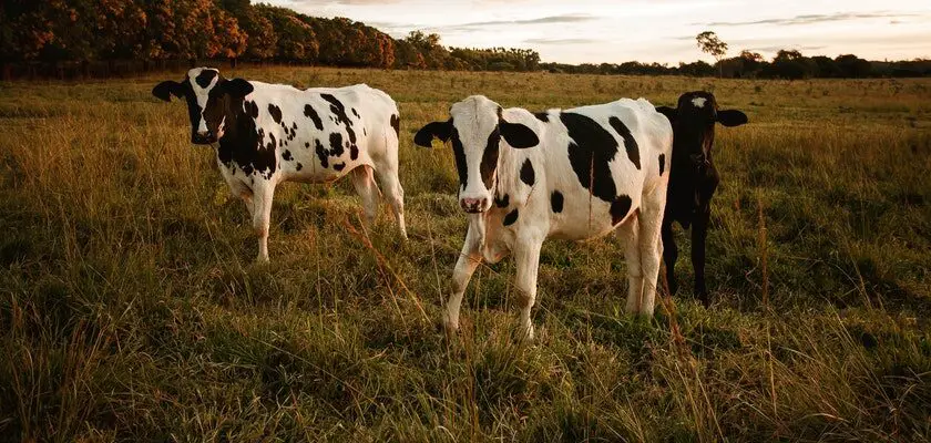krowy