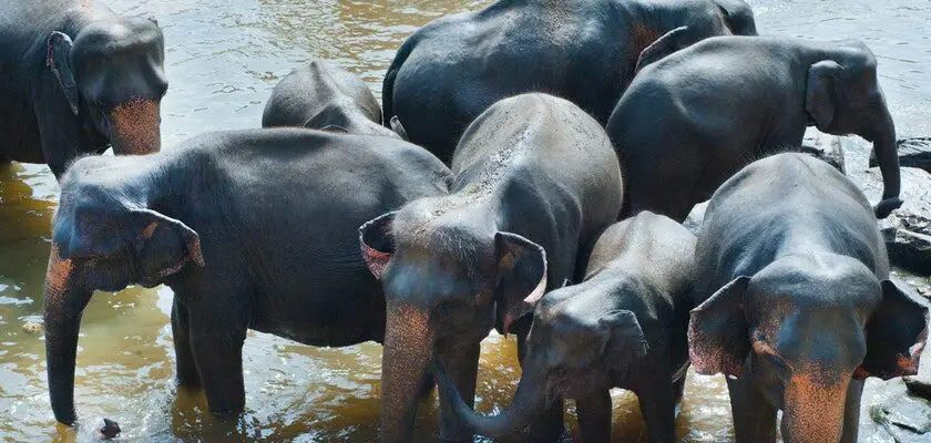 slonie 1