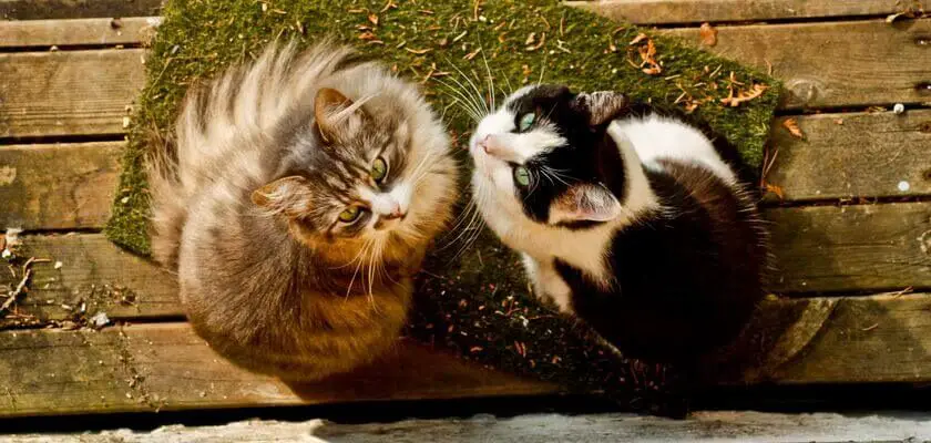 kot czy kotka