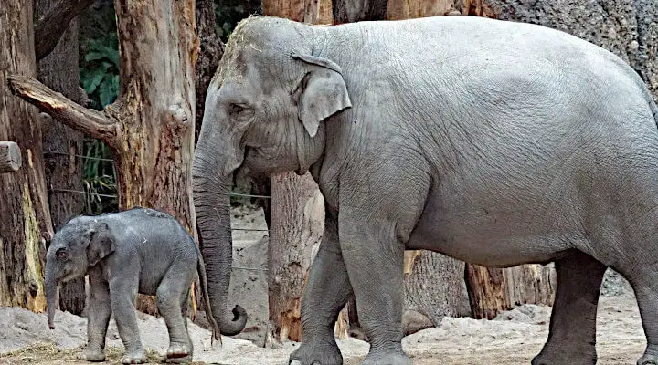 slonie