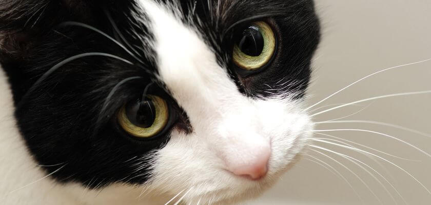 smutny kot – jak mu pomóc? jak wygląda kocia depresja?