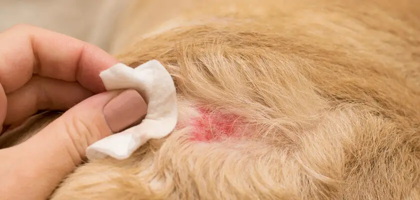 choroby skóry u psa