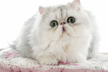 kot perski miniaturowy