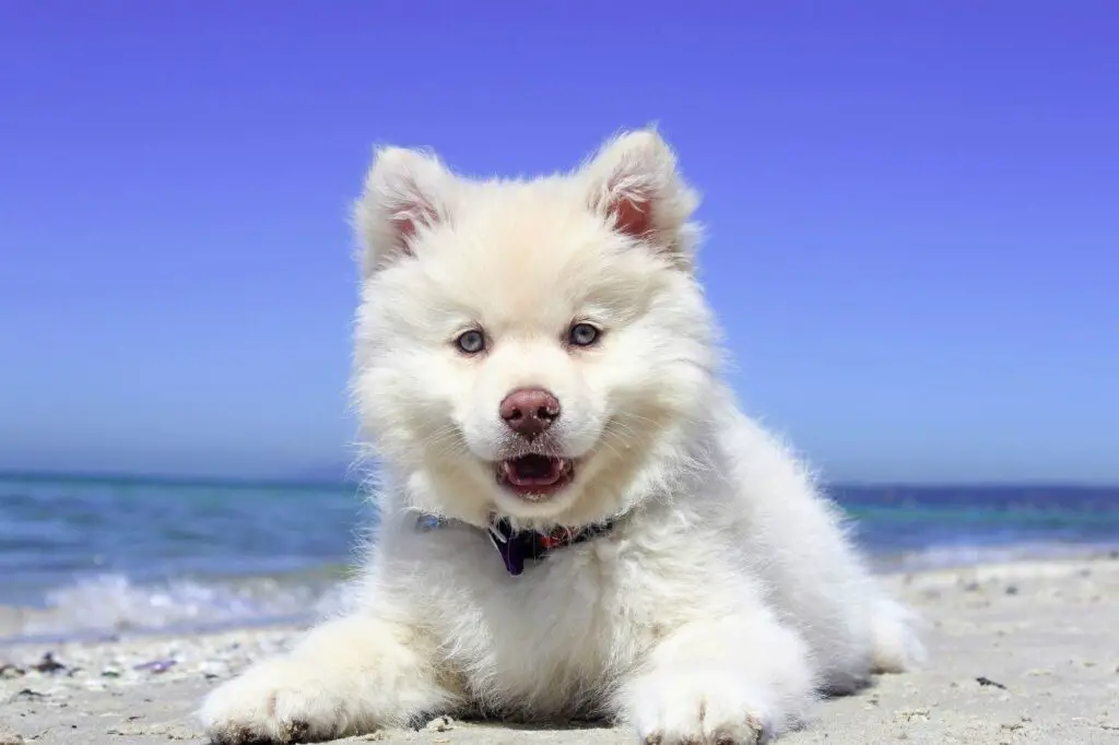 najmądrzejsze psy plaża