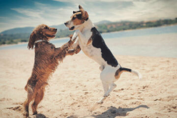plaża dla psów