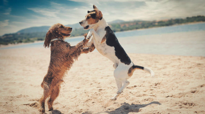 plaża dla psów