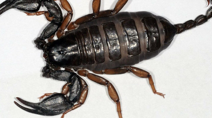 skorpion wiki Fritz Geller Grimm ccbysa30
