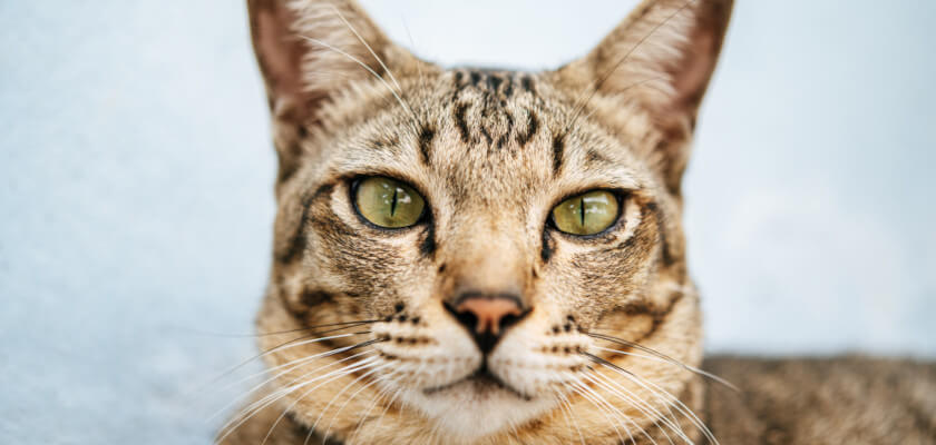 suchy nos u kota – o czym świadczy? jaki jest nos zdrowego kota?