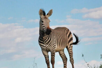 zebra hartmanna