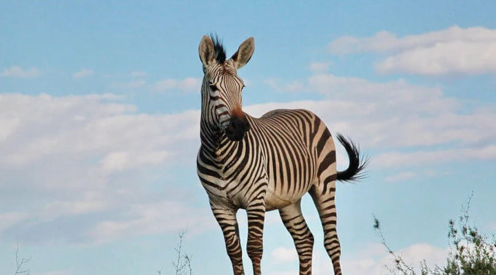 zebra hartmanna
