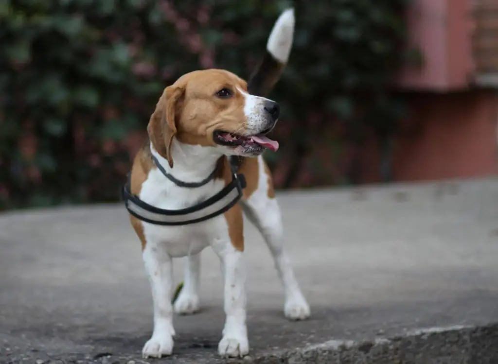 Beagle stoi na chodniku