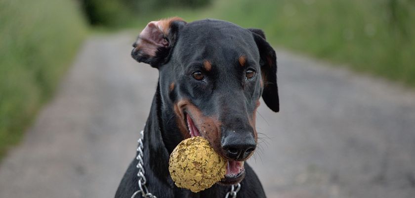 doberman 11 doberman – informacje i ciekawostki