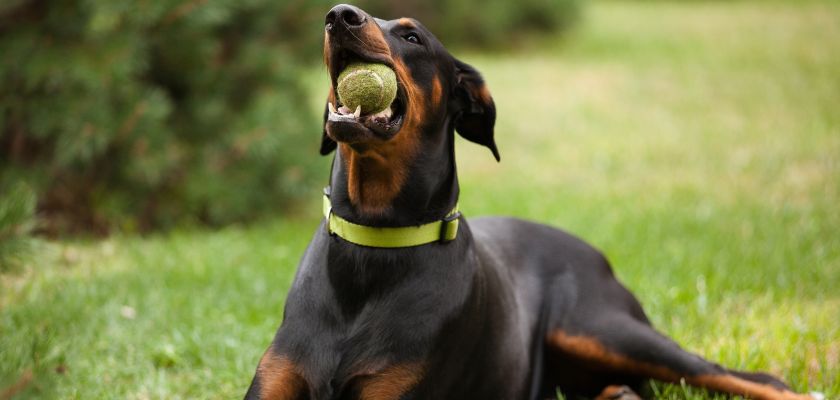 doberman 2 doberman opis rasy