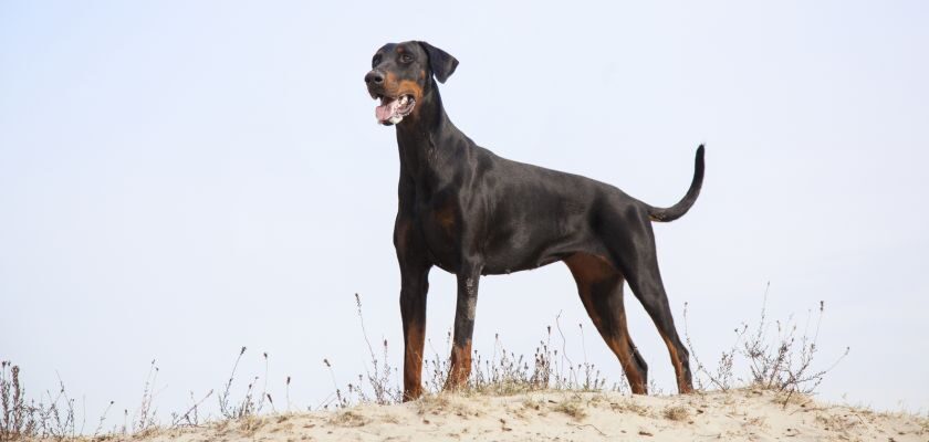 doberman – silny i wrażliwy pies stróżujący dla doświadczonych opiekunów