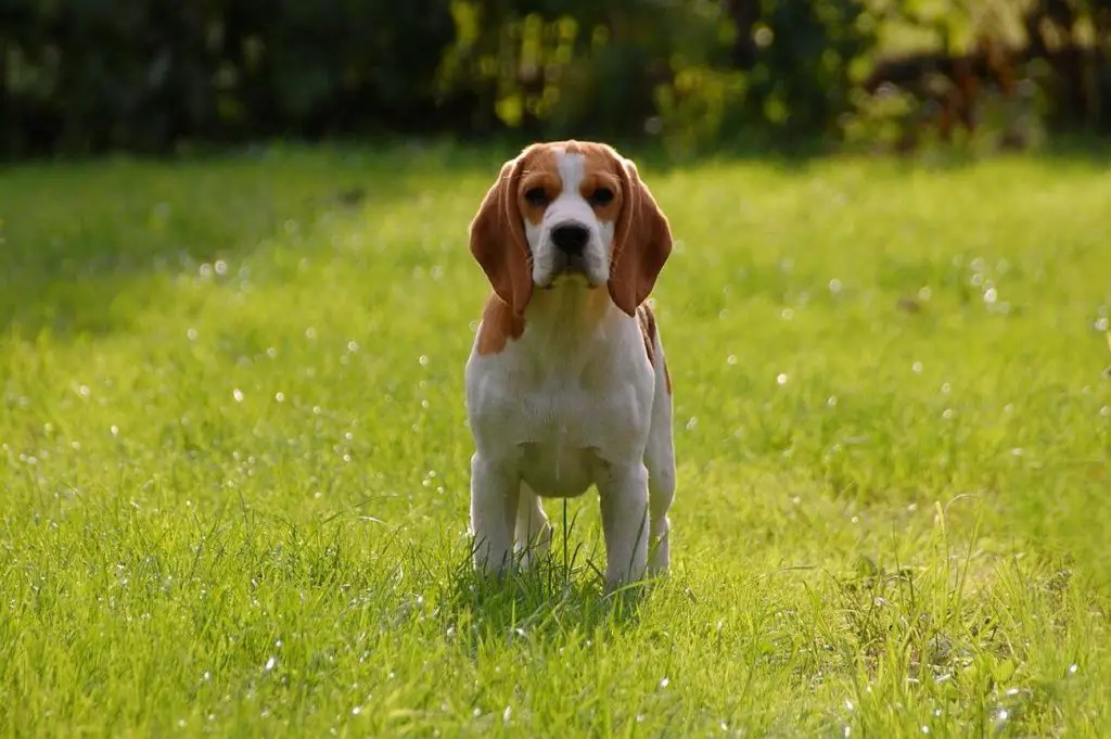 beagle stoi na trawie