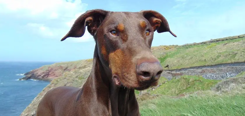 doberman 8 informacje o dobermanach – historia rasy