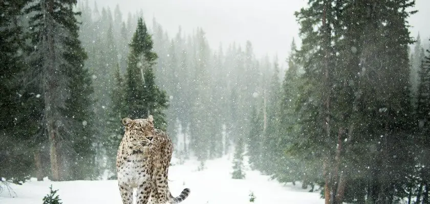 pantera sniezna