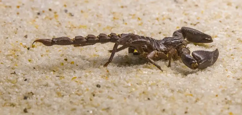 Skorpion