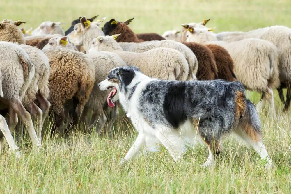 border collie 4 border collie pies pasterski
