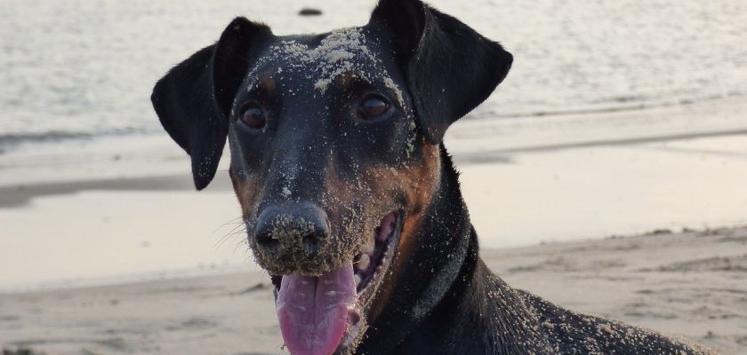 doberman 6 doberman pielęgnacja
