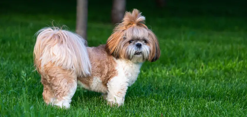 shih tzu fryzury