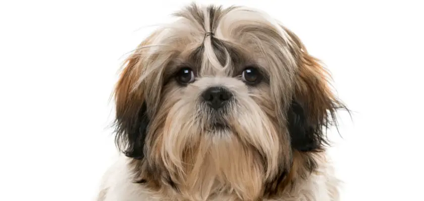 shih tzu głowa