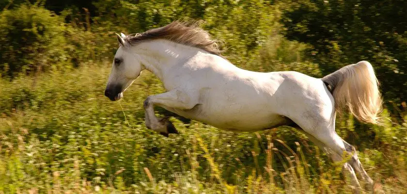 pride of poland: aukcja koni arabskich