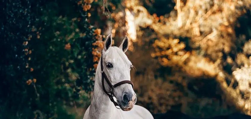 pride of poland – licytacja koni