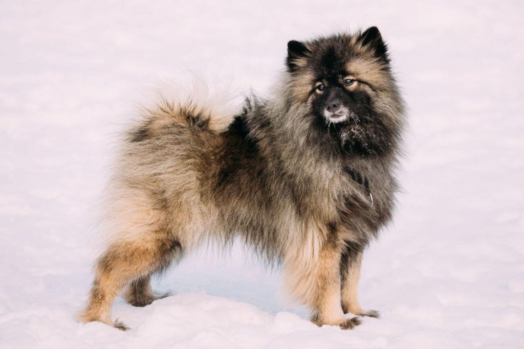 Rasa psa szpic niemiecki stoi na śniegu