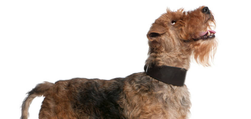 welsh terrier – historia rasy