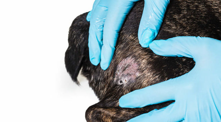 atopowe zapalenie skóry u psa