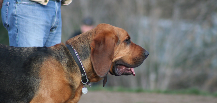 bloodhound pysk z boku