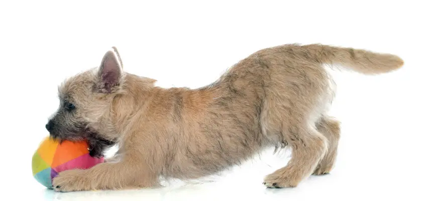 cairn terrier-opis rasy