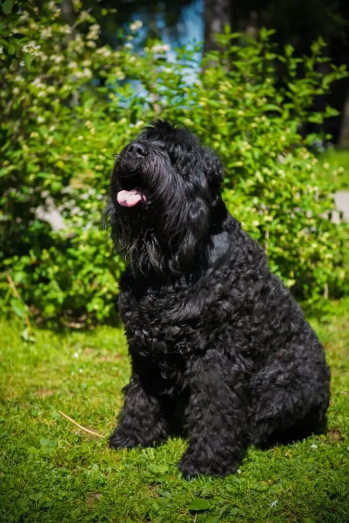 czarny pies rosyjski – wygląd