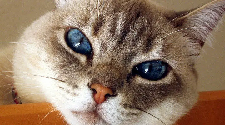 kot z niebieskimi oczami