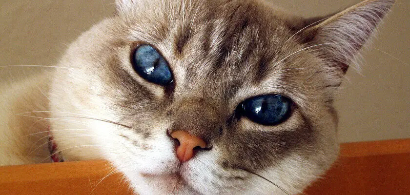 kot z niebieskimi oczami
