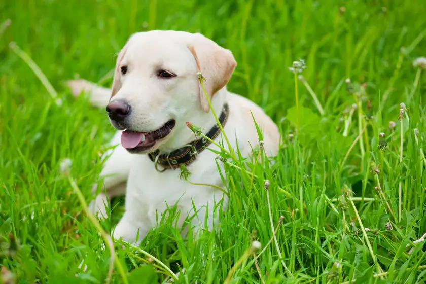 Labrador na trawie