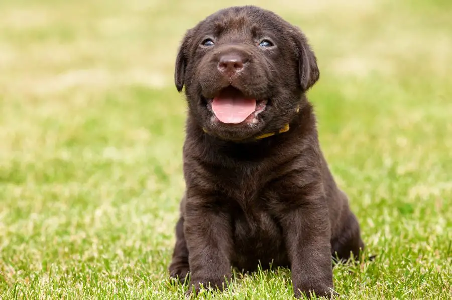 Labrador szczeniak na trawie