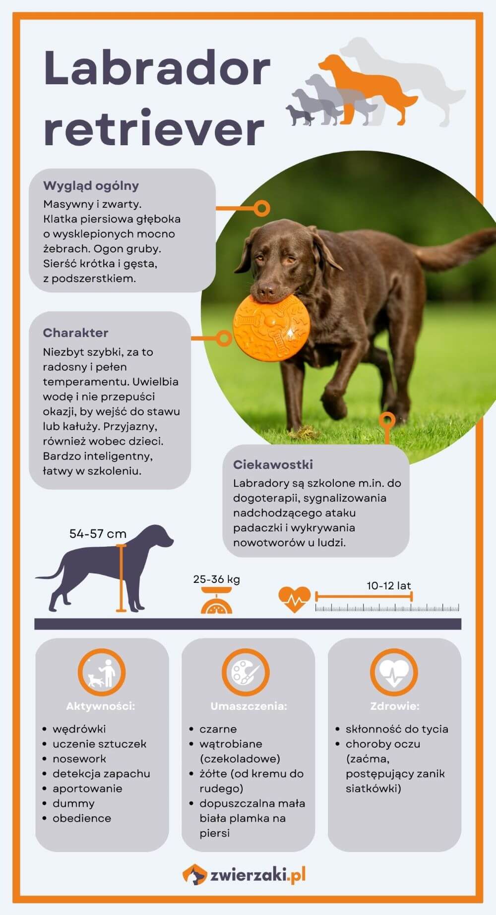 Labrador infografika