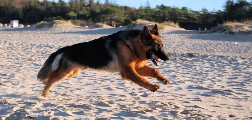 owczarek niemiecki dlugowlosy biegnie po plaży