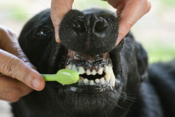 pasta do zębów dla psa