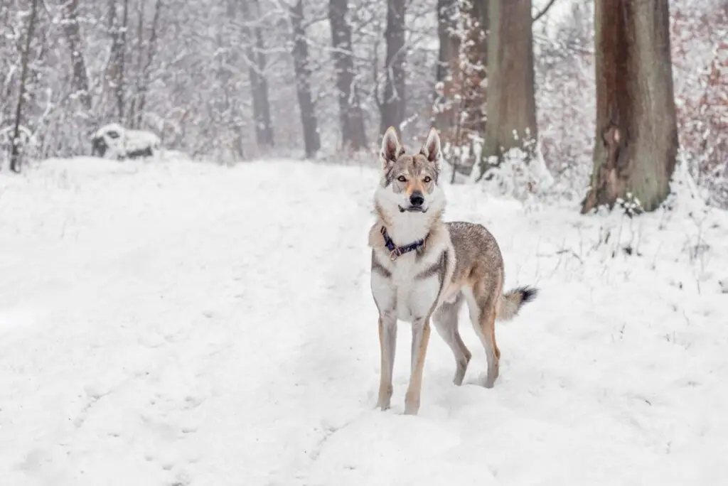 wilczak czechosłowacki w lesie zimowym
